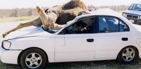 وفاة شخص إثر اصطدام مركبته بحيوان  جمل  في العقبة