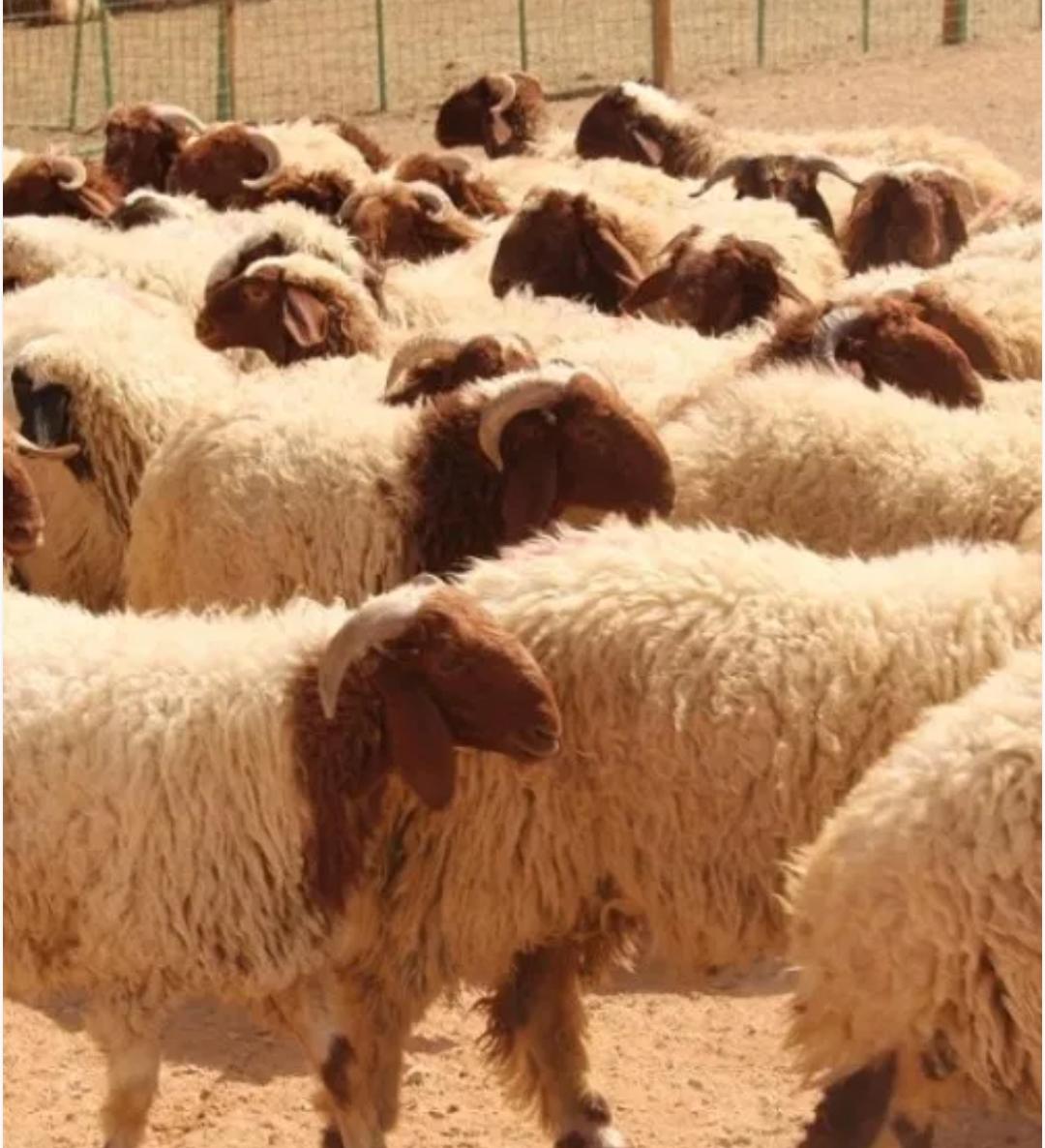انخفاض عدد الاغنام في الاردن 8.