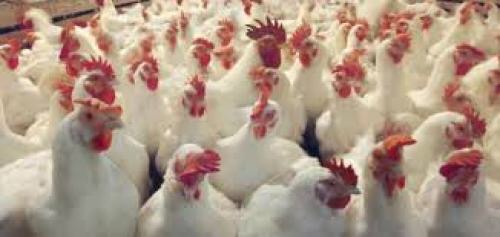 الحكومة تعيد النظر بـ‘‘السقوف السعرية للدواجن‘‘ بعد رمضان.