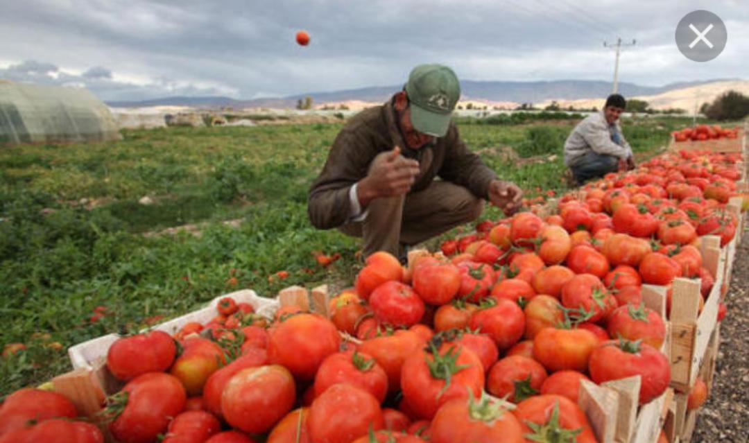 وقف توريد المنتجات الزراعية  احتجاجا على قانون ضريبة الدخل  ليوم الاربعاء .