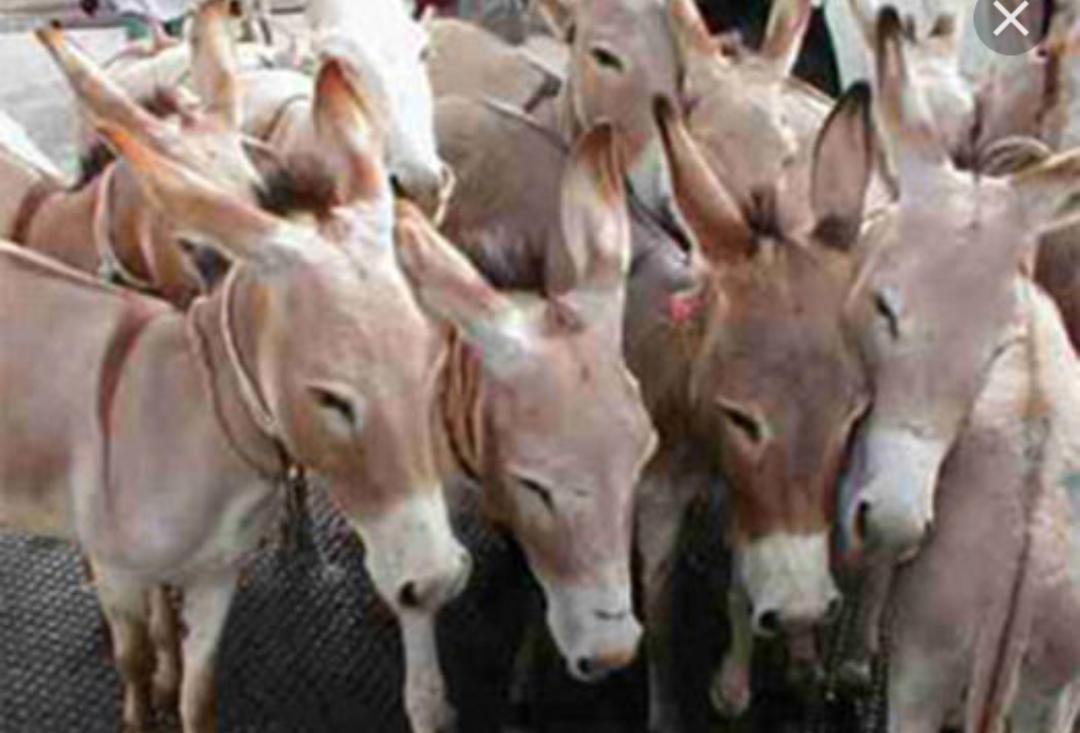 أزمة بين فرنسا وبوروندي بسبب {عشرة حمير}...تفاصيل .