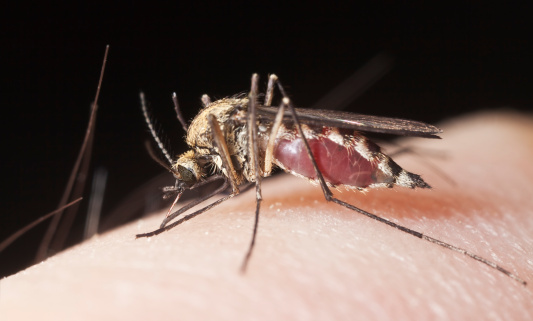 ما هي قصة الحشرة التي ارعبت اهالي اربد خلال الايام الماضية .. ؟