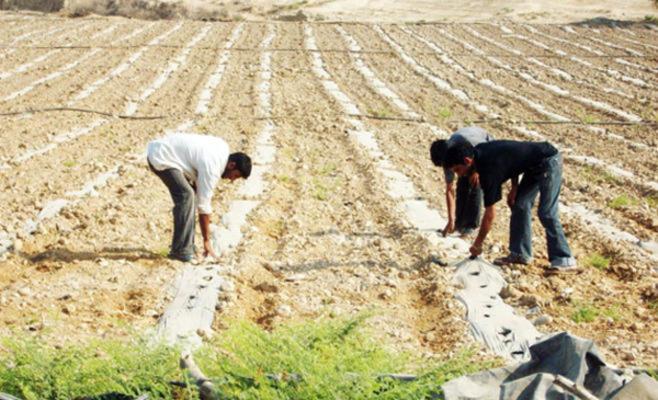 25 مليون دينار مشاريع وقروض ممولة من الإقراض الزراعي.