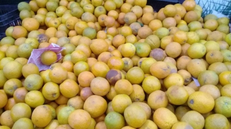بالصور... اتلاف كميات من الخضار الغير صالح للاستهلاك البشري في الزرقاء