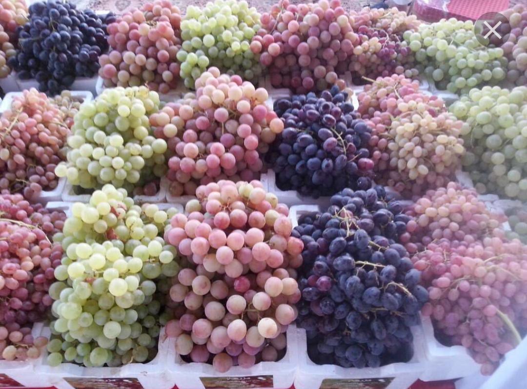 مهرجان العنب على ابواب جرش.
