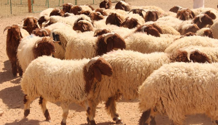 تعرف على الاسعار المتوقعة للأضاحي البلدية و الرومانية قبل عيد الاضحى