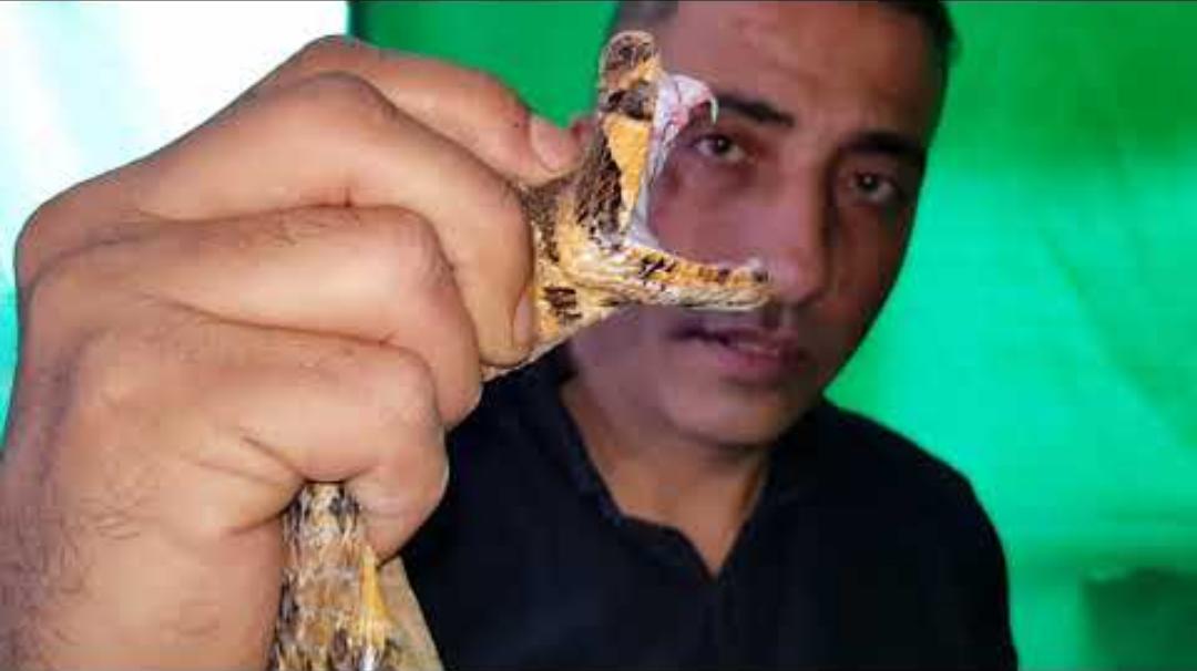 اكبر افعى سامه عثر عليها بالعمر ويتعدى عمرها 30 عام مع العمواسي...فيديوا.