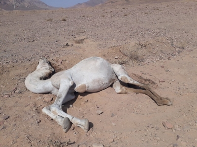 شاهد بالصور ... نفوق 5 جمال في مزرعة بالقويرة .. والأسباب مجهولة