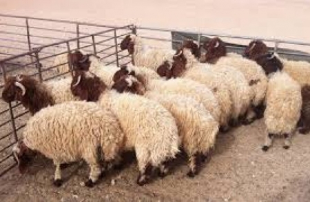 دار الافتاء:شروط يجب مراعاتها لحل الذبائح