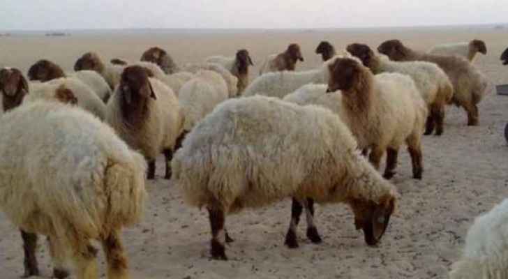 وزير الزراعة يلغي قرار تخفيض أعداد حيازة الأغنام بنسبة 20