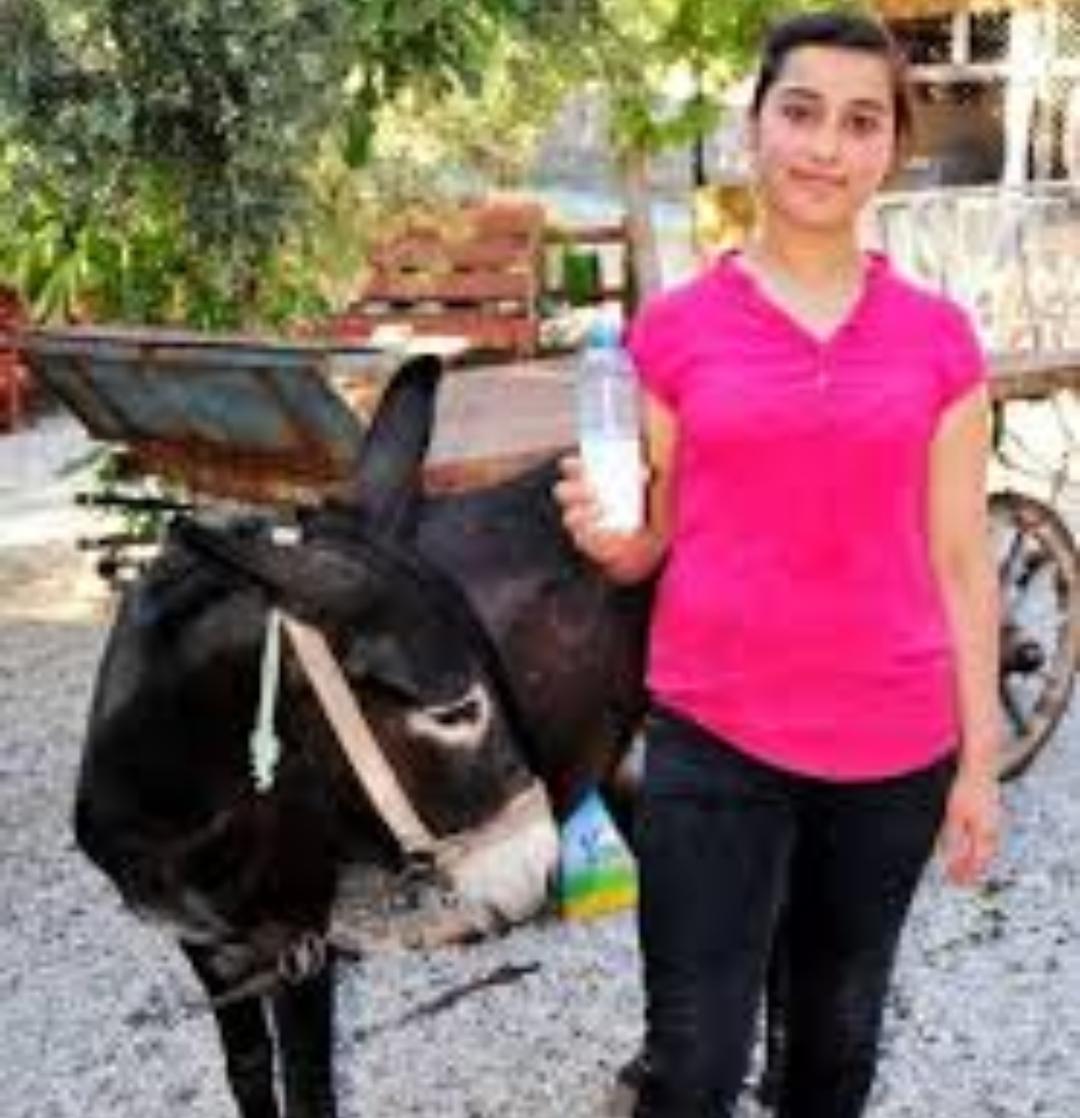 استخدام حليب الحمير بتركيا لعلاج امراض السرطان والكبد!