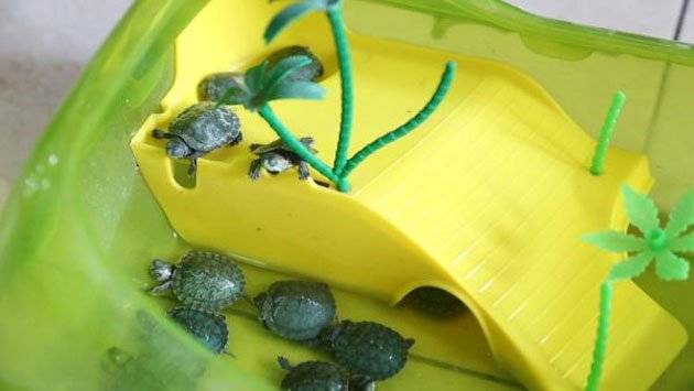 تجارة السلاحف.. لا سوق محليا لها رغم خفض الضريبة عليها