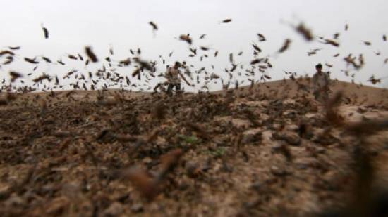 اجتماع دولي تحسباً من غزو الجراد و500 كم مسافته عن الأردن