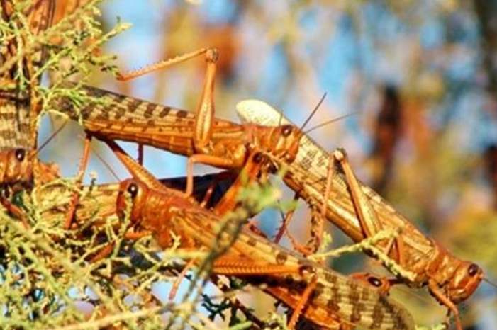 وزير الرزاعة يكشف تفاصيل خطة الطوارىء لمواجهة الجراد و يوجه رسالة للمواطنين