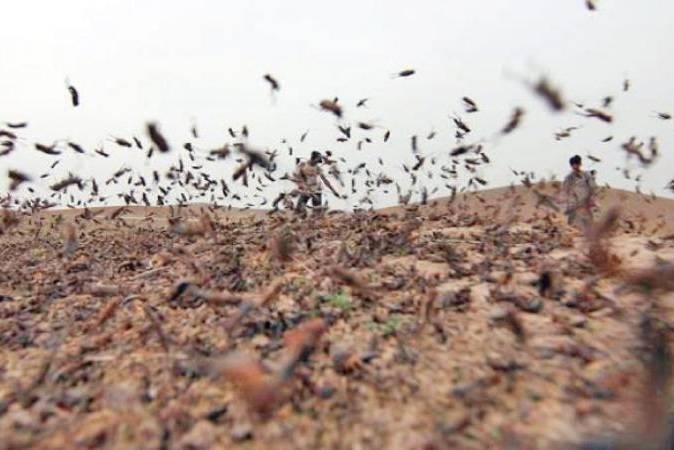 هذا ما فعله المنخفض بأسراب الجراد الصحرواي ..!!