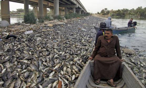 مختبرات اردنية تكشف سبب نفوق الأسماك في العراق