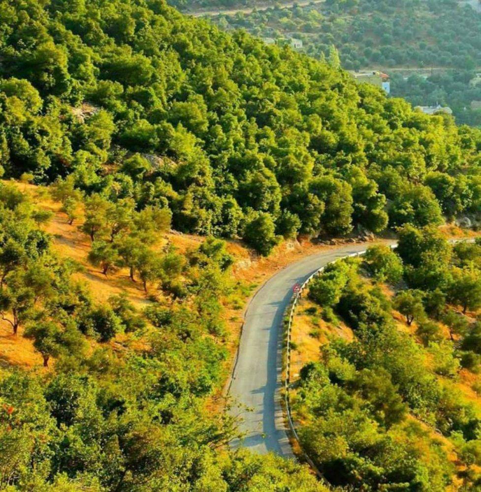 يحتفل الاردن باليوم العالمي للغابات الذي يصادف في 21 آذار من كل عام