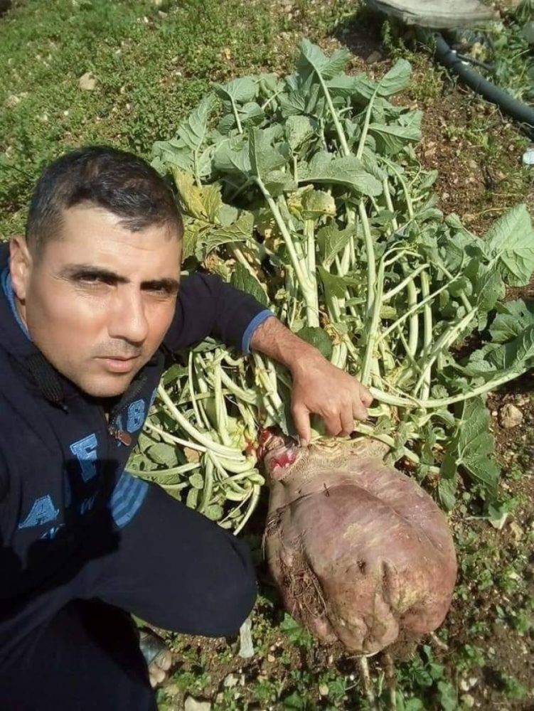 رأس فجل بوزن 8 كيلو بمزرعة في السلط