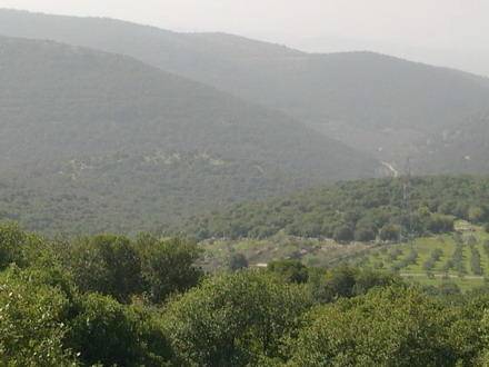 النواب يرفض شرعنة مبادلة اراضي الحراج أو تفويضها