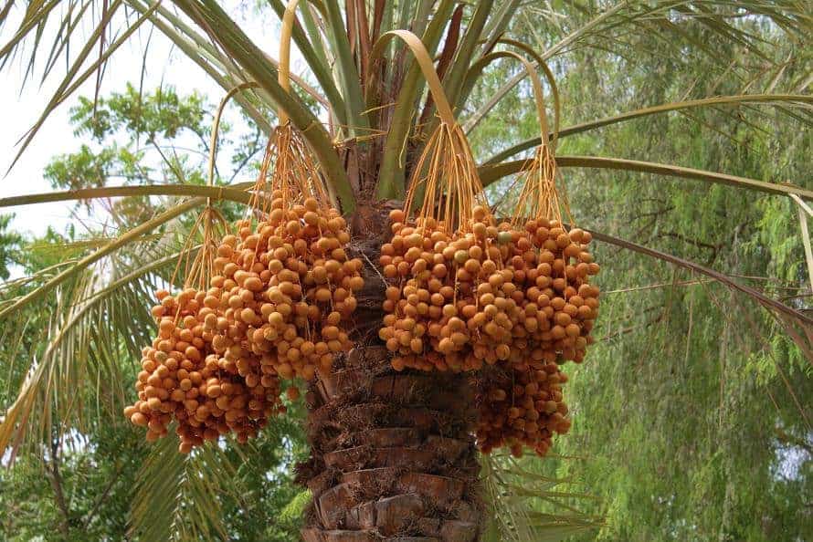 زراعة النخيل تتصدر المنتوجات الزراعية وتضع الأردن على قائمة الدول المنتجة للتمور