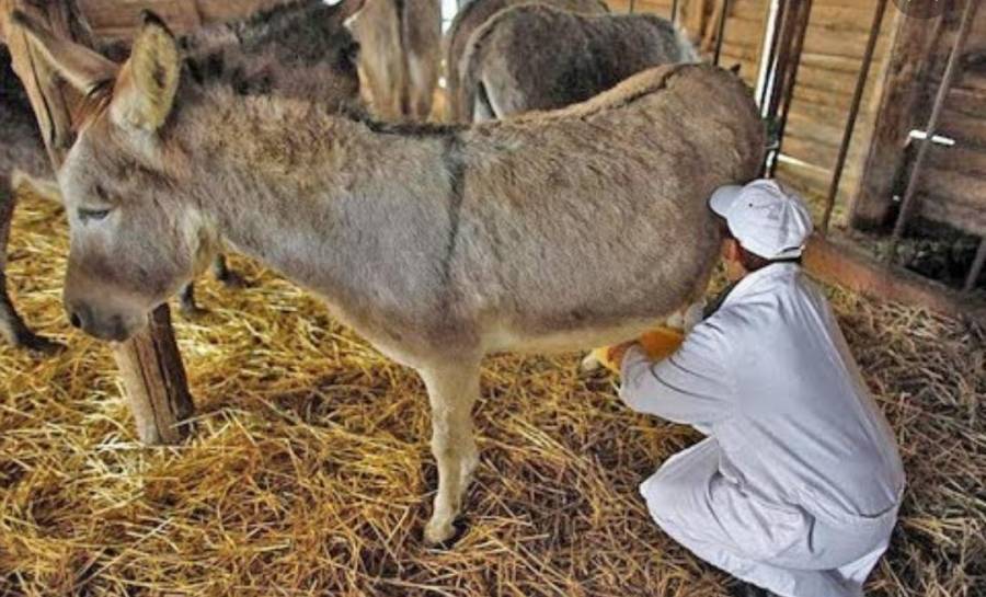 جبن الحمير الأغلى في العالم بصربيا... تفاصيل