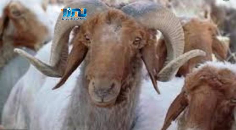 إختيار الأضحية حسب الشروط ضمان لسلامة وجودة لحومها