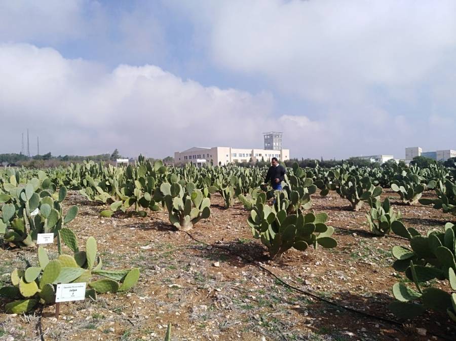 الوطني للبحوث الزراعية ينشر أصنافاً محسنةً من نبات الصبار