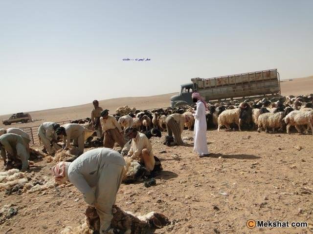السرحان تكتب : أبو مجحم والقِصاص..
