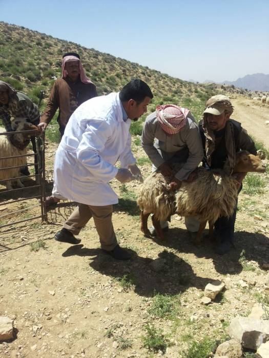 البحوث الزراعية ومجلس محافظة معان ينفذان برنامجاً توعوياً لمربي الثروة الحيوانية