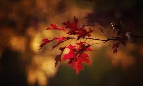 اجواء خريفية اليوم وغدا وارتفاع على الحرارة الجمعة