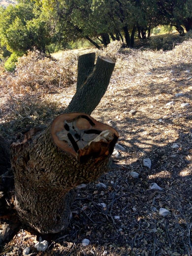 أهالي منطقة كفريا يشكون قطع الاشجار الحرجية وسط غياب الجهات المعنية