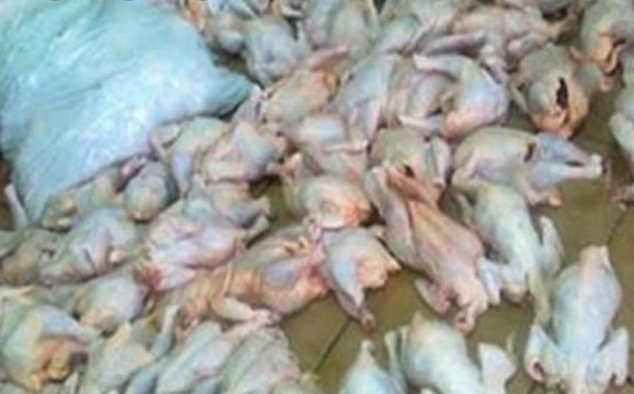 مدعي عام الزرقاء يوقف مستثمرا عراقيا على خلفية ضبط أطنان من الدجاج الفاسد