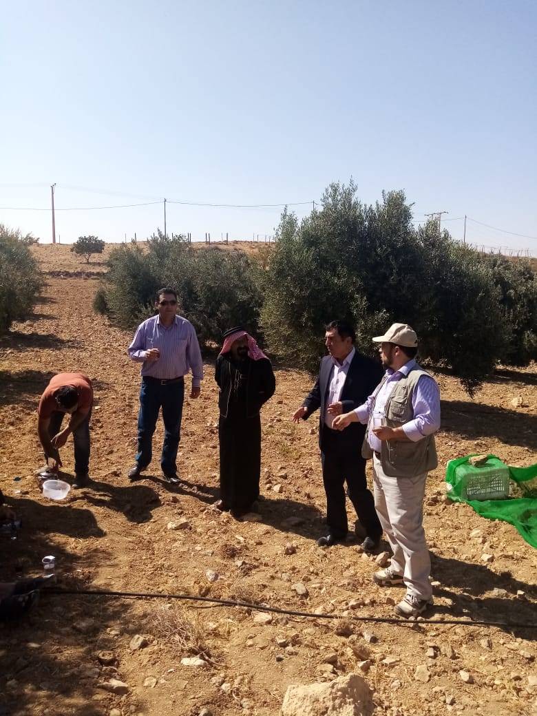 الوطني البحوث الزراعية ينظم ورشة عمل حول إدارة بساتين الزيتون وطرق القطاف