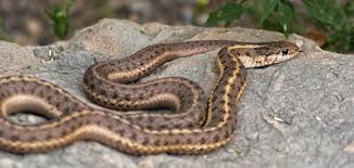 الدفاع المدني يقتل أفعى سامة في إربد