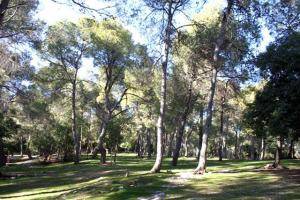 مشروع قريب لانشاء غابة حرجية كمتنفس لابناء المفرق