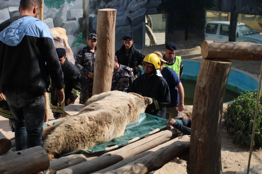 الدفاع المدني يساعد بنقل دب لإجراء عملية جراحية له في حديقة غمدان للحيوانات