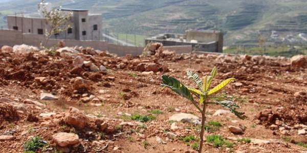 1000 مشروع رأسمالي على أجندة الحكومة العام المقبل و للزراعة نصيب الأسد .. تفاصيل