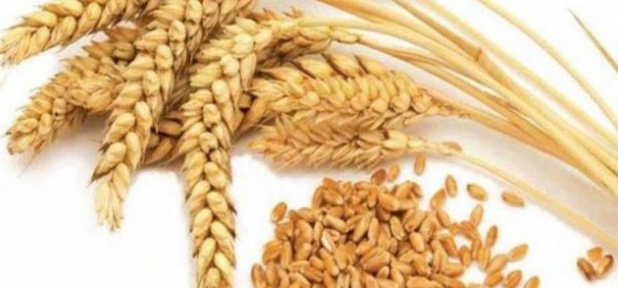 نقص 1.4 ألف طن شعير بقيمة 247 ألف في مركز اعلاف مادبا ...تفاصيل