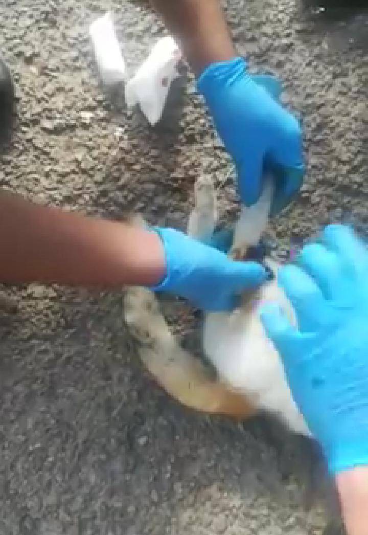 تقديم الإسعافات الأولية اللازمة لقط تعرض للدهس