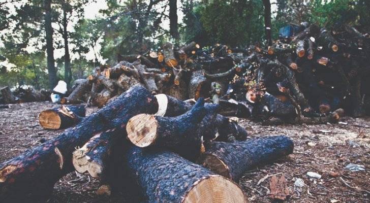 مؤشرات سلبية تحذر من مخاطر تراجع مساحة الغطاء النباتي في الأردن