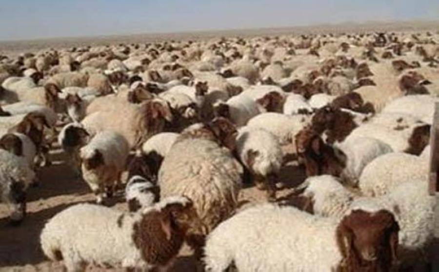 1000 دينار لمن يعثر على قطيع غنم ضائع
