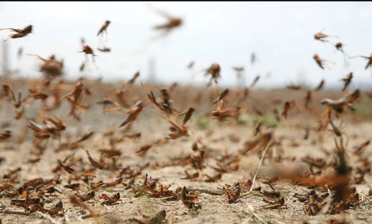 الزراعة: كثافة تكاثر الجراد تهدد بوصوله الى الاردن