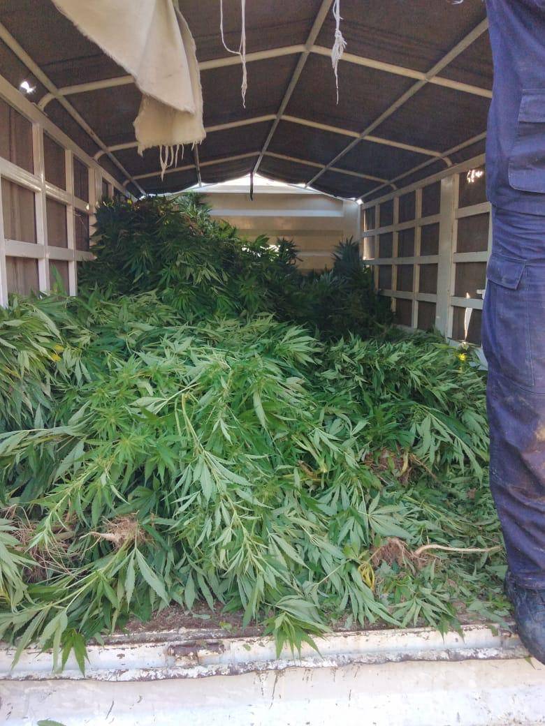 عاجل المخدرات تضبط طن من اشتال الماريجوانا غرب البلقاء..صور