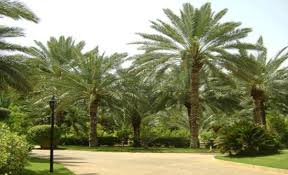 اطلاق مشروع إدراج النخلة الأردنية على قائمة التراث الثقافي غير المادي للبشرية