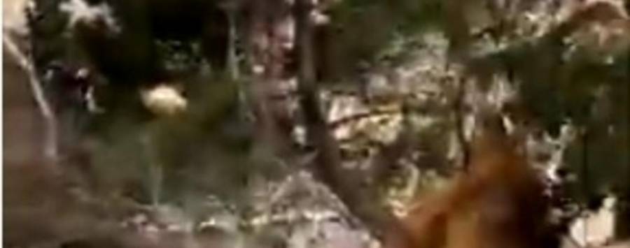 بالفيديو ... سرعة الرياح تقتلع اشجاراً معمرة من جذورها في وادي موسى