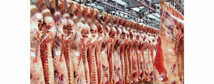 مسلخ عمان: ذبح المواشي اليوم و22800 طير ذبحت أمس