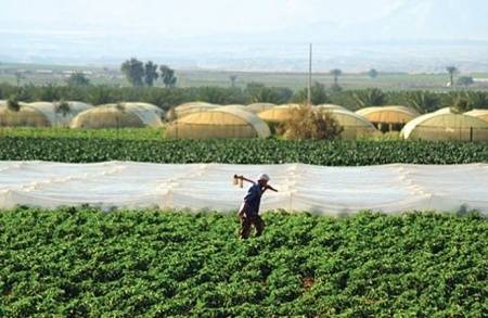 مزارعون يحذرون من تلف المحاصيل