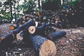 ضبط 3 اعتداءات لتقطيع الاشجار من الغابات