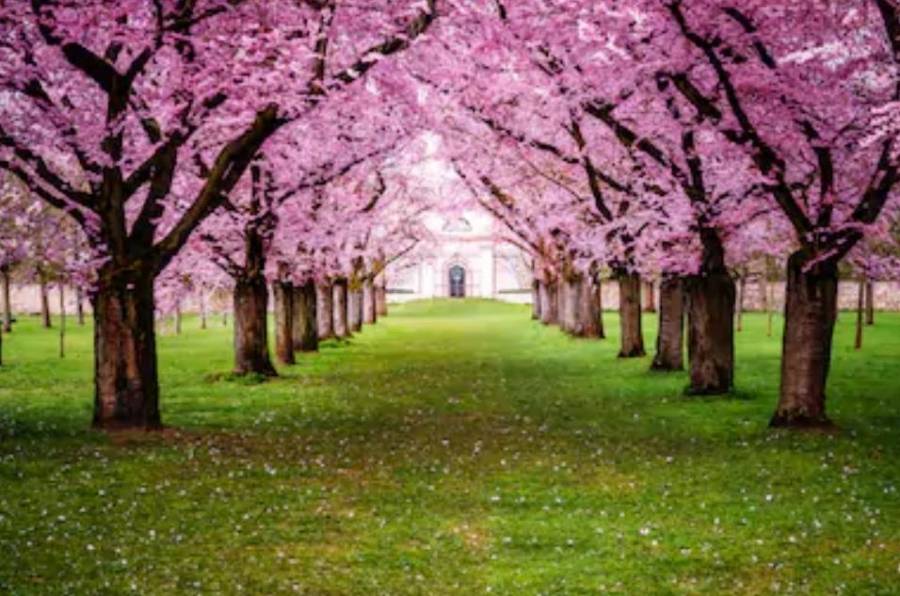 أجواء ربيعية  وارتفاع  الحرارة اليوم