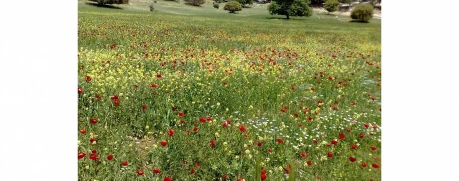 أجواء ربيعية لطيفة الحرارة ودافئة في الأغوار والبحر الميت